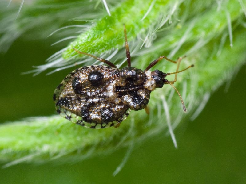 Dictyla rotundata (Herrich-Schäffer, 1835)